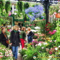 Plants for sale at the Marché aux fleurs